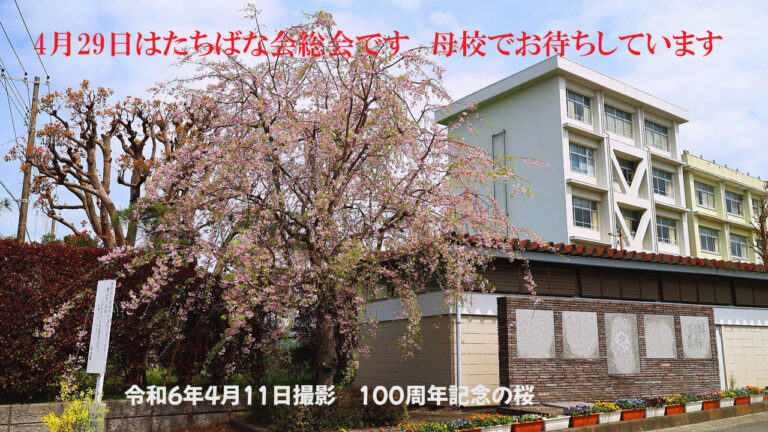 100周年記念の桜